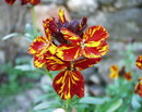 شب بوی خیری